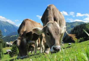 Wohin mit toter Kuh? Tierkörperbeseitigung Vorarlberg